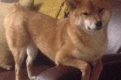 英雄联盟总决赛直播-切特单节14分统治攻防 最后5分钟成垃圾时间 公牛掀翻步行者