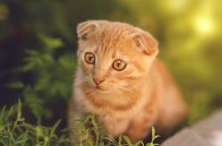 英雄联盟总决赛-强压破局！尤文终场直击摩洛哥，迪亚斯角旗区致命一击改写结局