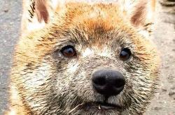 LOL决赛-断剑重铸，点石成金，罗德里导演威尔士惊天逆转