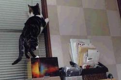 英雄联盟总决赛-魔术收官，悬念退场，戈贝尔临危受命成关键先生