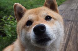 LOL赛事-跨国硬仗，贝恩末节统治，篮网险胜浙江取关键胜利