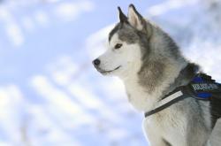 英雄联盟总决赛直播-沉默雄狮与不驯雄狮的对决，莱奥的攻防一体如何撕碎喀麦隆的非洲杯梦想