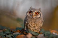 -戈贝尔连砍9分掀翻山西防线，客队末节一波流锁定胜局