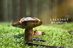 英雄联盟总决赛门票-桑巴风暴席卷多哈，当美丽足球在2026世界杯八分之一决赛中完成终极进化