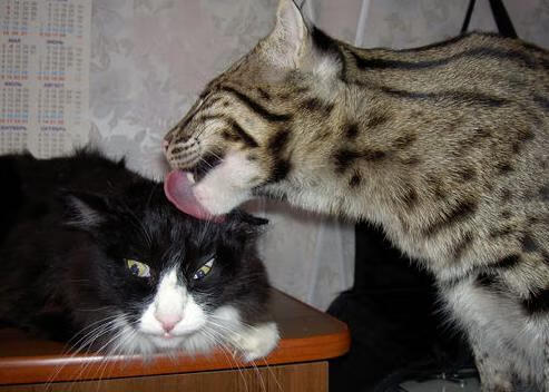 唯一性之战，当萨拉赫身穿亚特兰大球衣，在第94分钟绝杀曼联