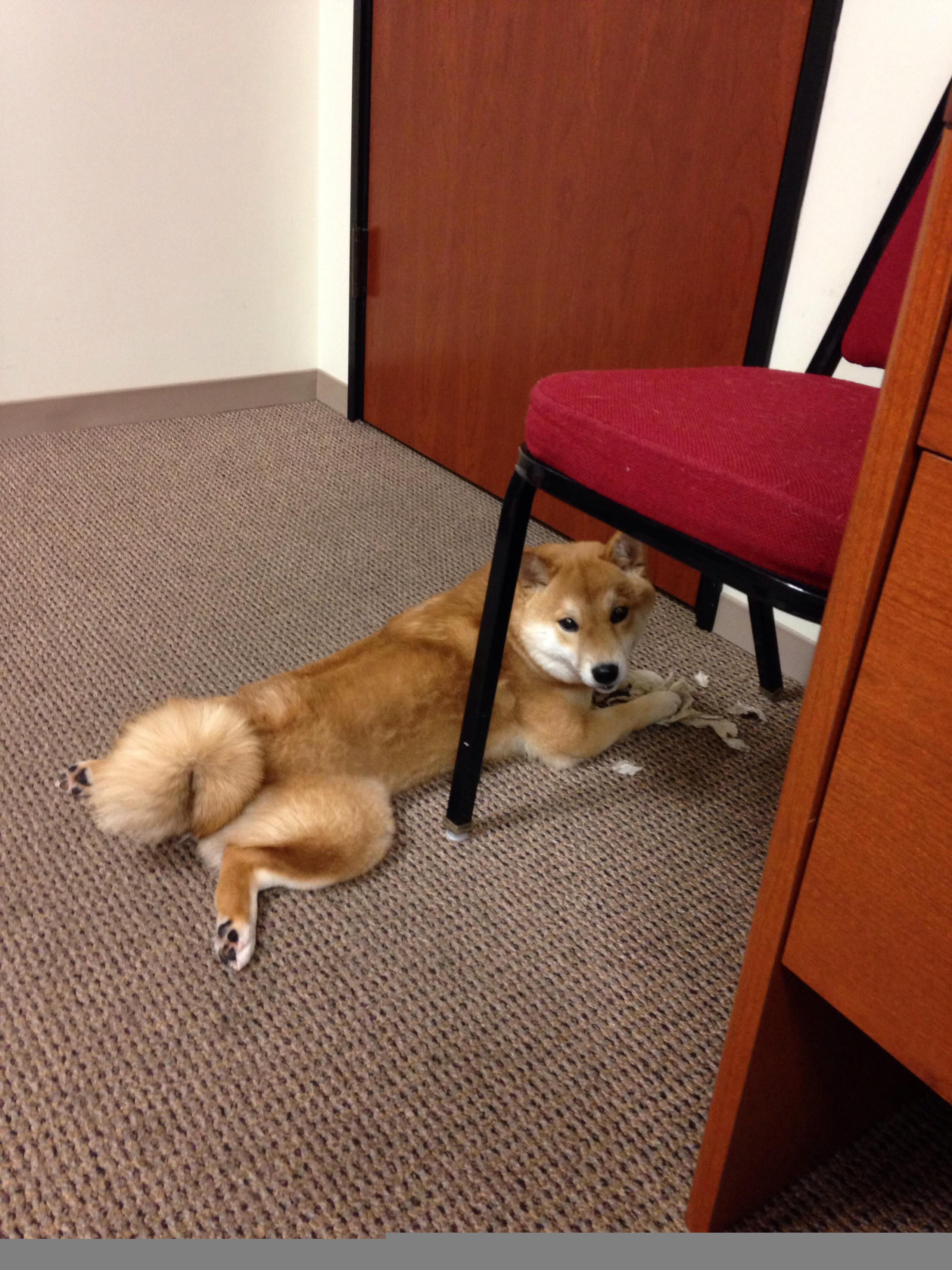 贝蒂斯魔咒撼动卡塔尔，内马尔于美加墨世界杯终成王者