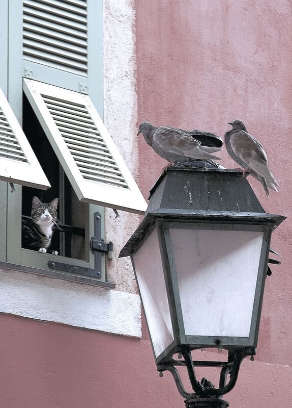 浓眉化身禁区守护神！浙江力克吉林，萨林杰惊艳四座上演攻防统治秀