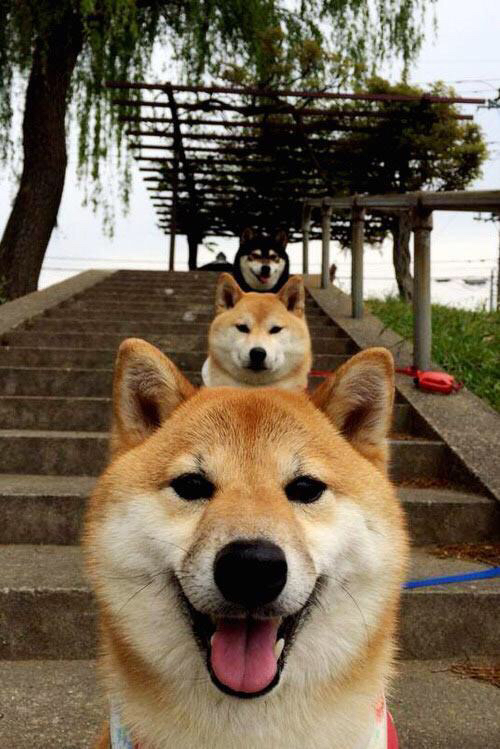 疆域式防守，当新疆策略在NBA压制国王，文班亚马逆境展露巨星锋芒