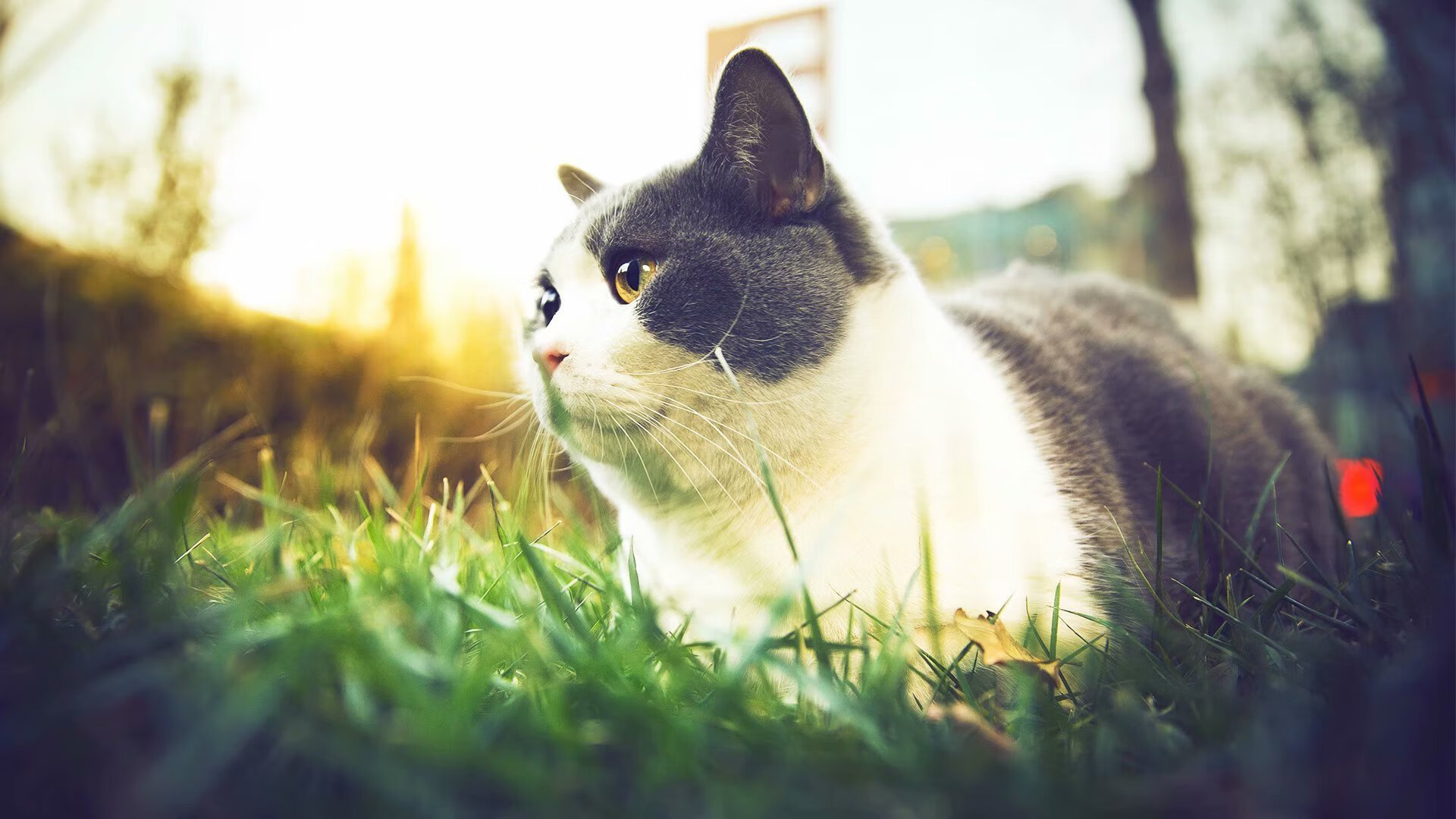 冰与火的对决！猛龙关键战撕裂吉林防线，戈贝尔化身擎天重锤定乾坤