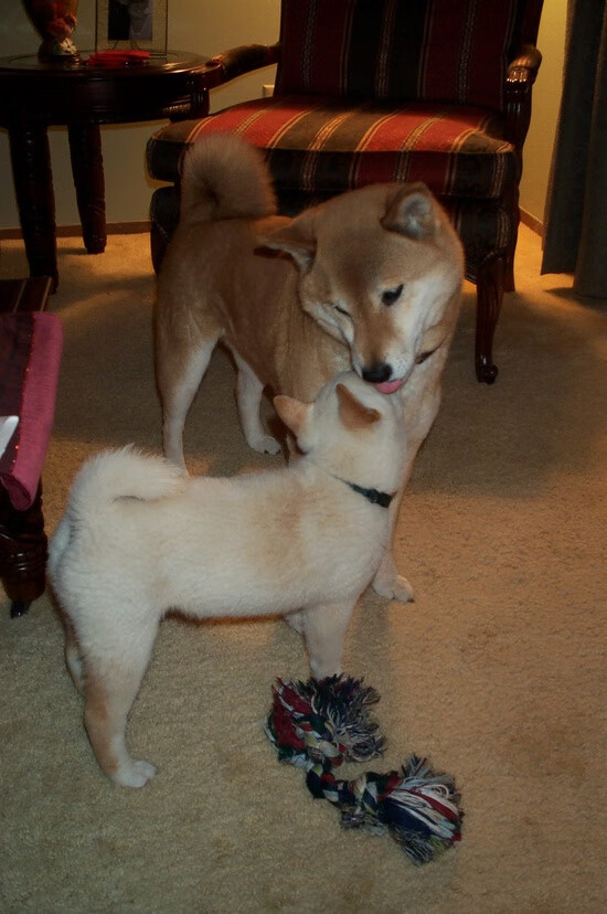 超越绿茵场，国家德比精神在美洲大陆的另类回响