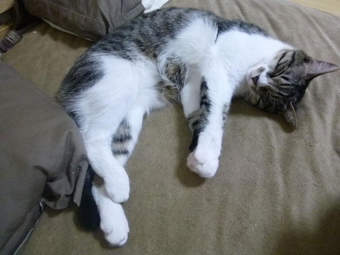 篮球巨星的足球宣言,杰伦·格林如何点燃2026世界杯之夜