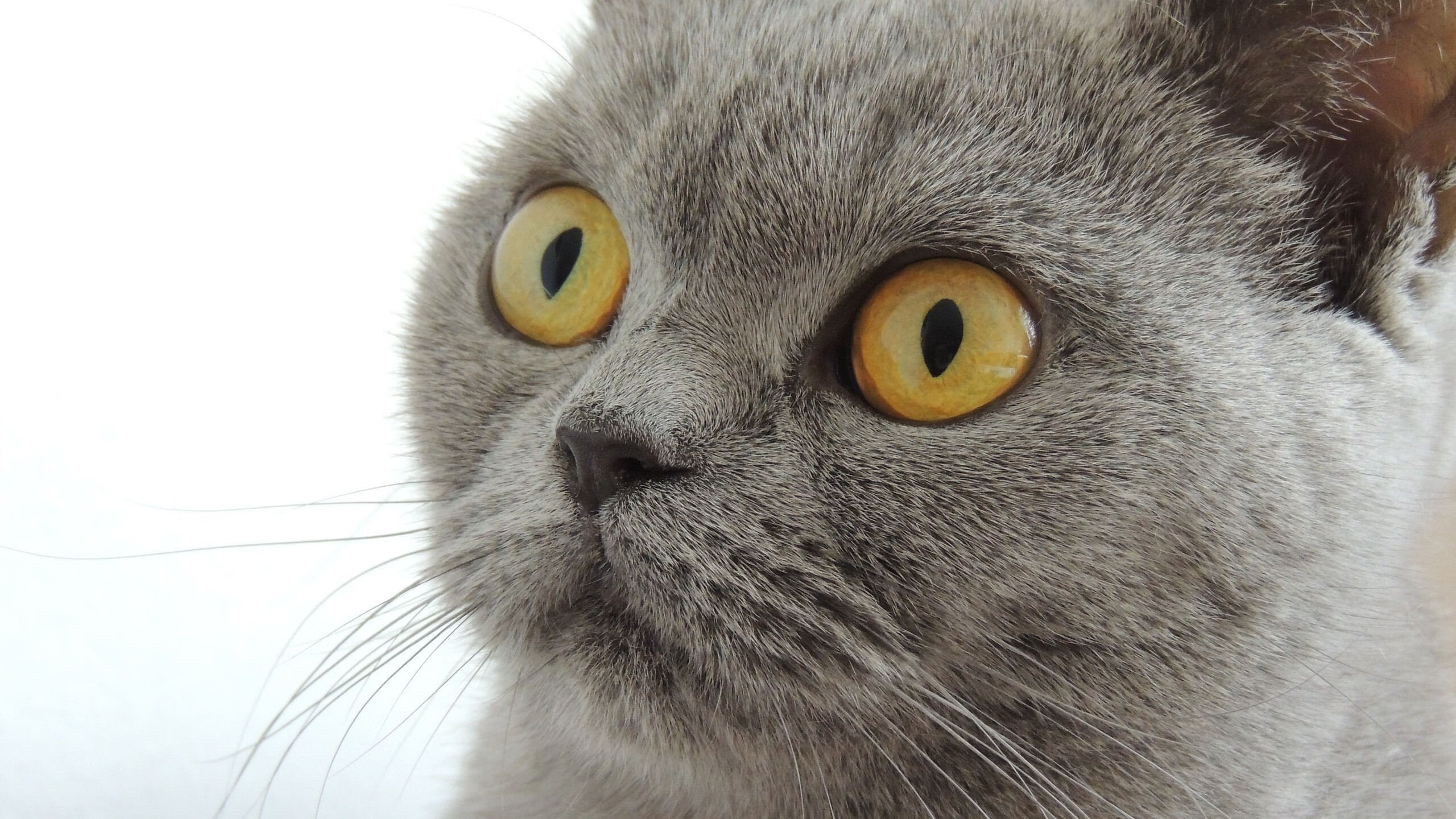 尼日利亚踏平希腊,萨内打出生涯之夜,绿茵场上的双重传奇