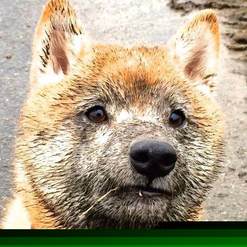 断剑重铸,点石成金,罗德里导演威尔士惊天逆转