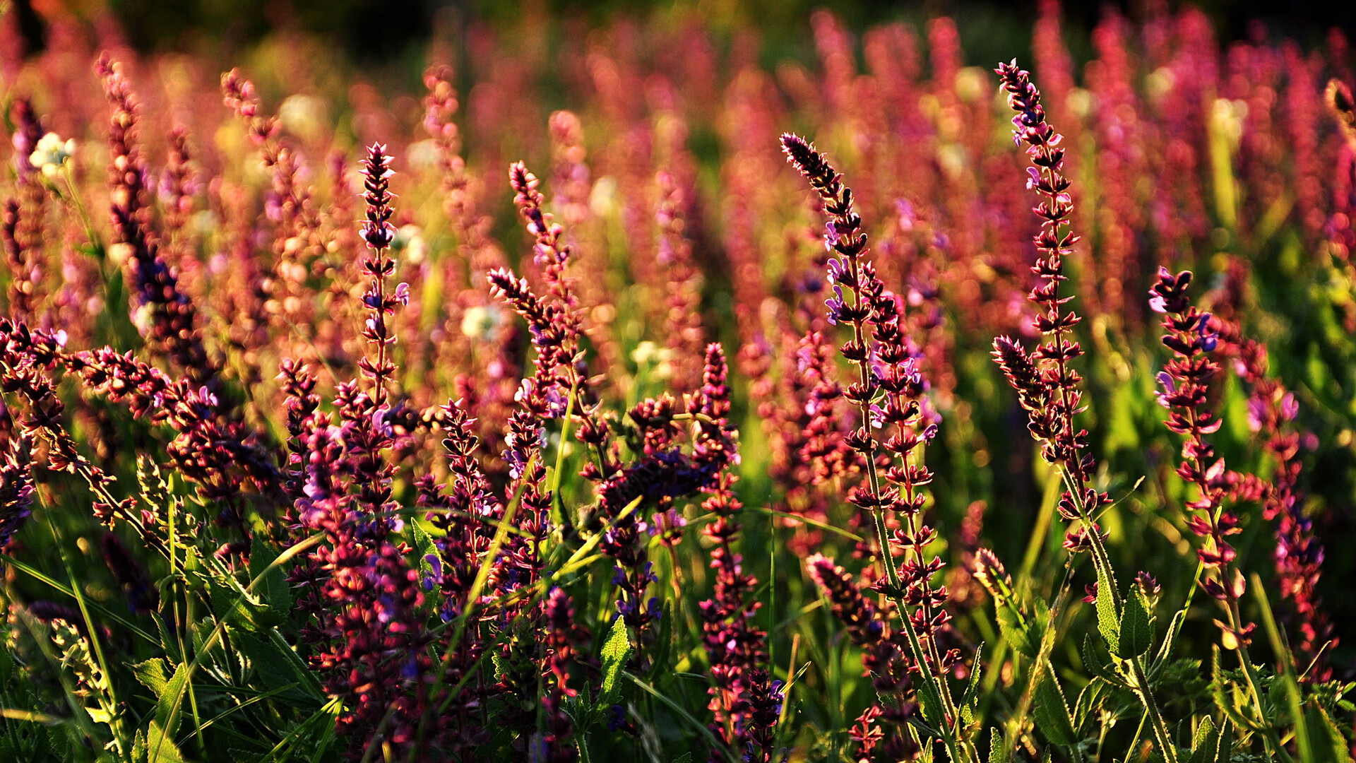 生死时刻的消失术,哈利伯顿如何让辽宁队从领先到蒸发