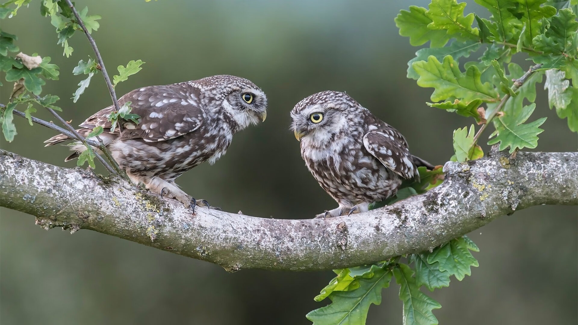 霍勒迪的致命一击，雷霆绝杀太阳，个人能力闪耀全场
