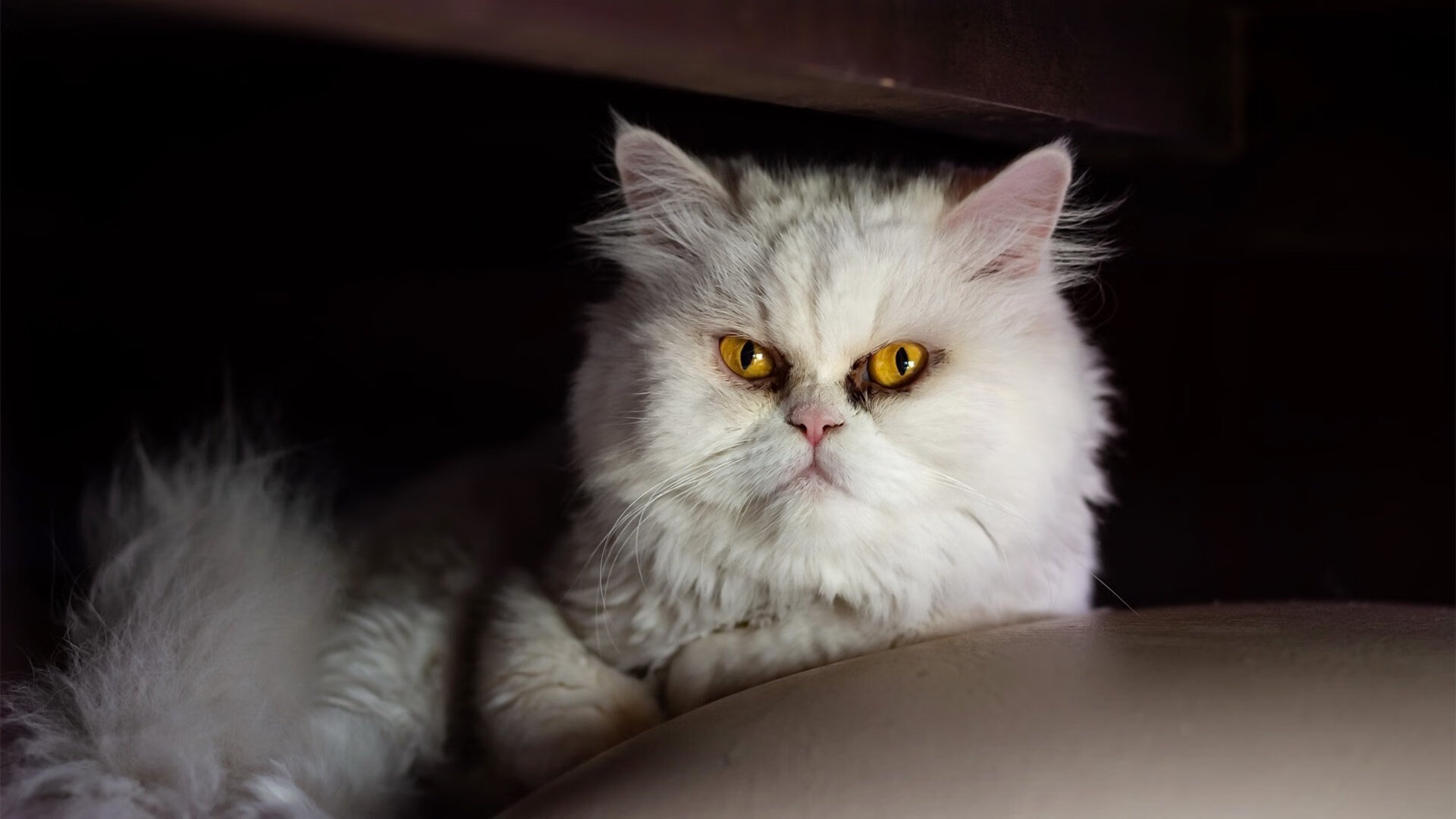 战术博弈的终极镜像，当德甲的控制力遭遇NBA的一波流