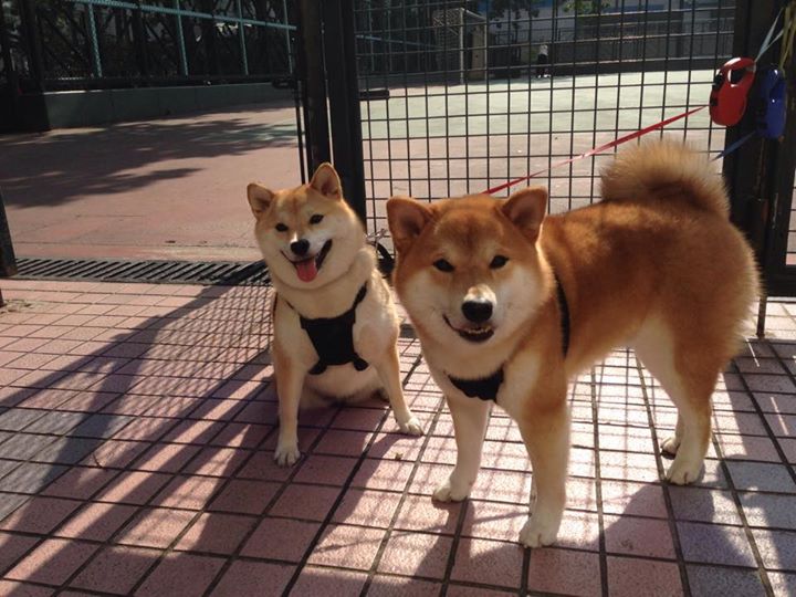 足球场上的东决时刻,当葡萄牙用篮球思维碾压波兰