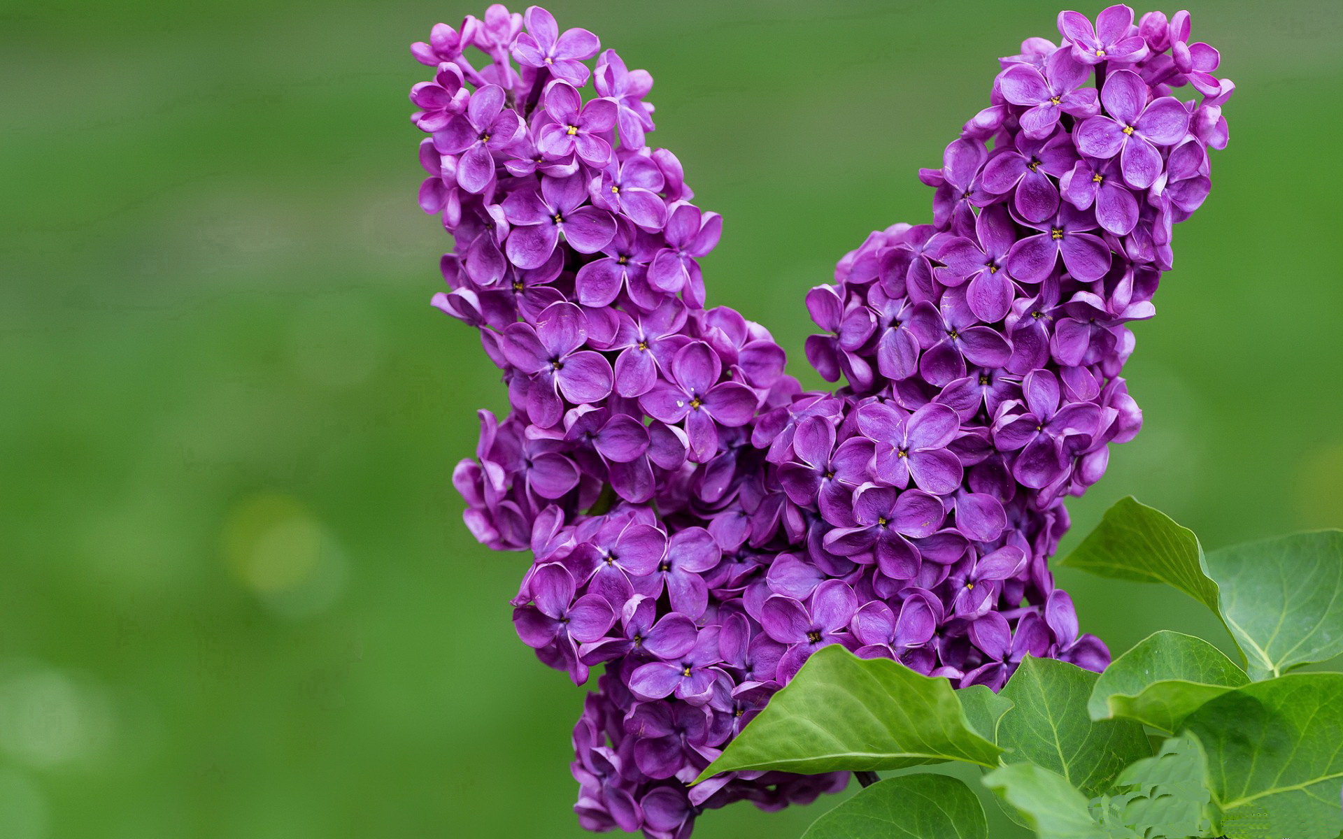 银狐过隙,当福克斯在麦迪逊花园划破纽约的夜