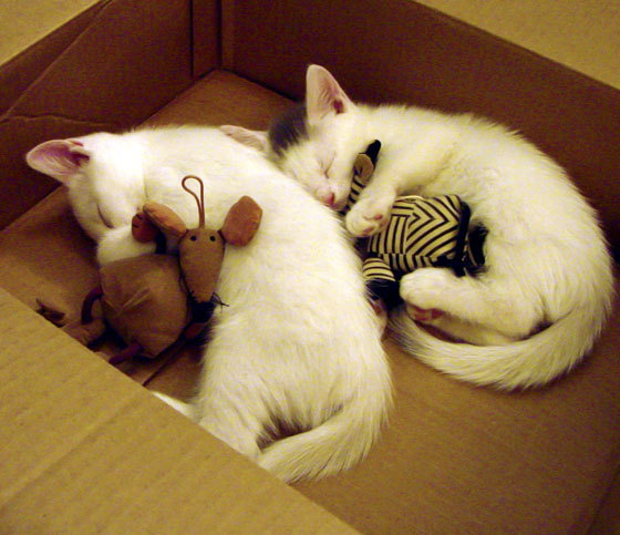 孤岛领航,伦纳德如何用沉默撕裂勇士王朝的最后防线