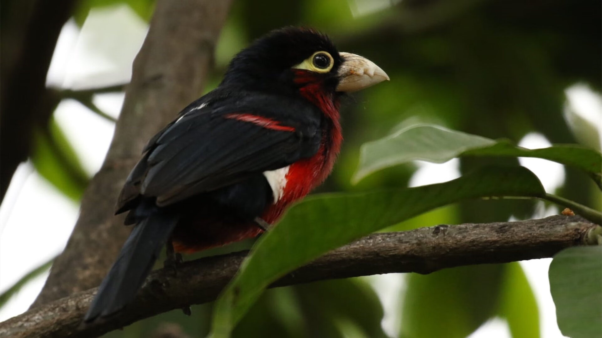 欧联MVP压阵！武切维奇40分三双成美式重锤，活塞单节狂胜诠释东方节奏之殇