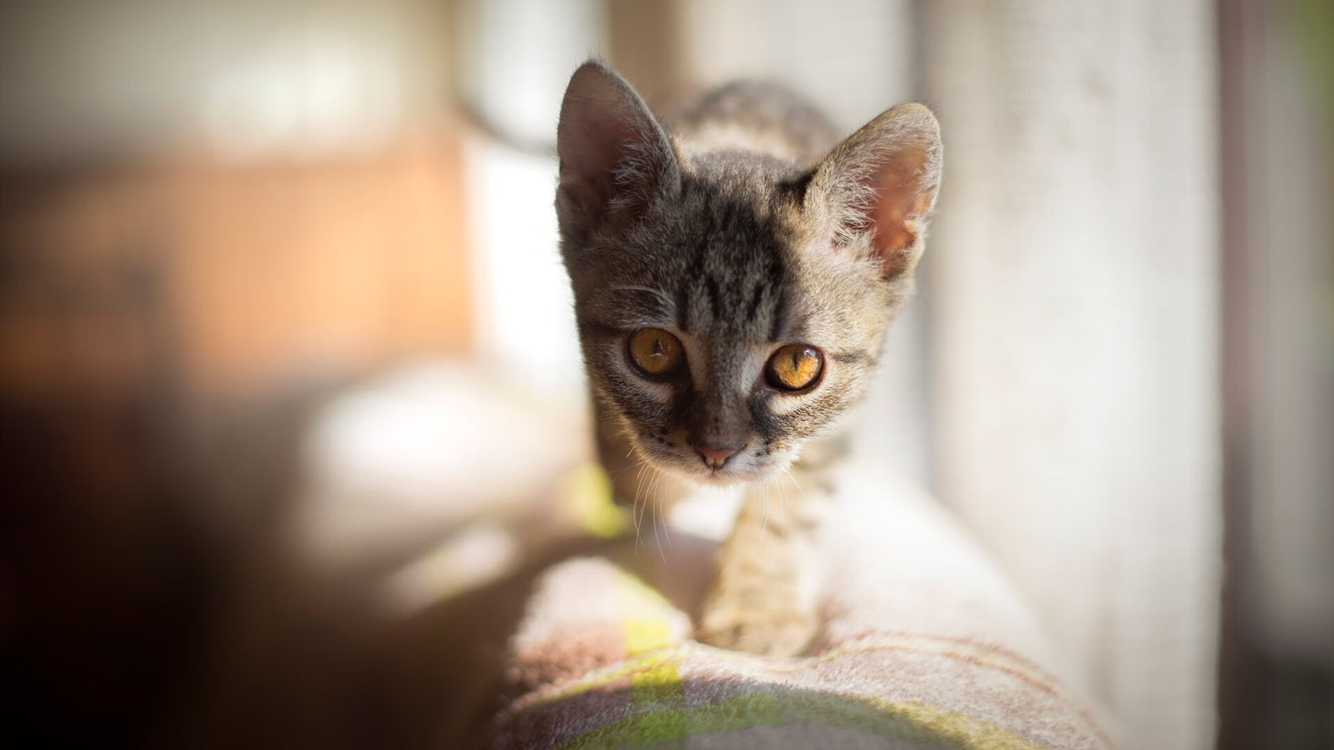 德罗赞以王者姿态封神北境，雄鹿大军压境踏平快船舰船